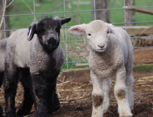 Two young lambs, one white and one gray with black face.