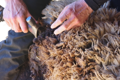 Hands shearing sheep