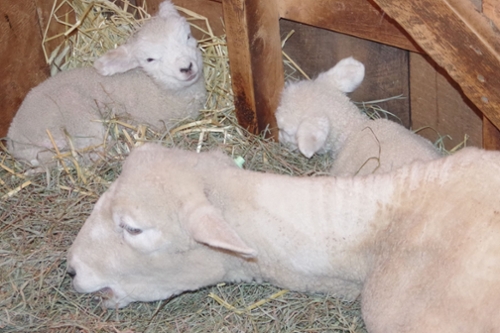 White ewe named Apple and her newborn white twins