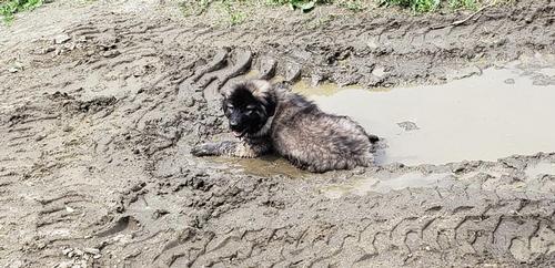 Zofie puppy in the mud