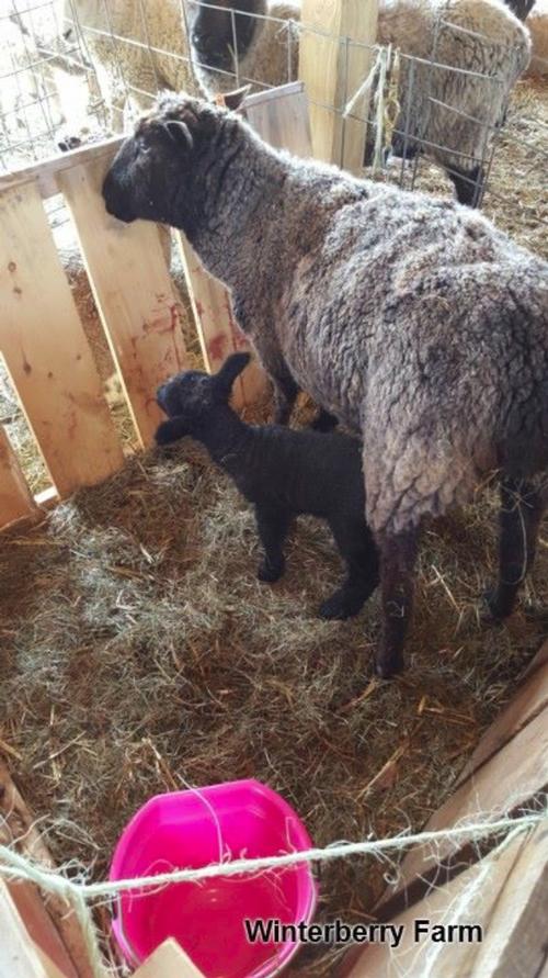 New lamb and mom