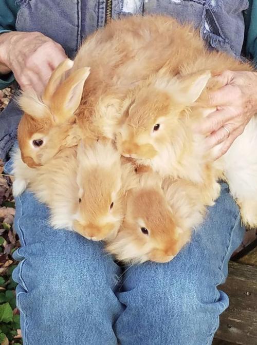 A lap full of Angora bunnies