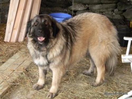 Alka, the first of our brave and effective livestock guard dogs - no more predation!