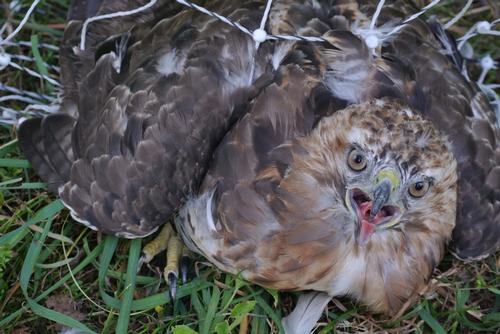 Angry Red Tail Hawk