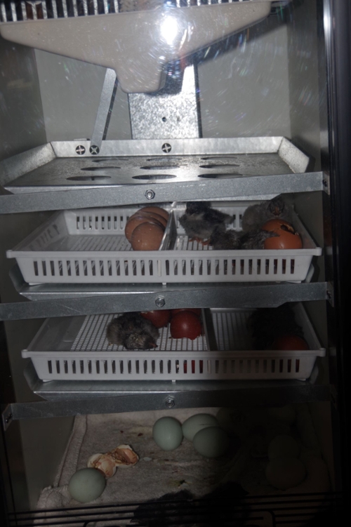 Chick eggs in incubator 2022
