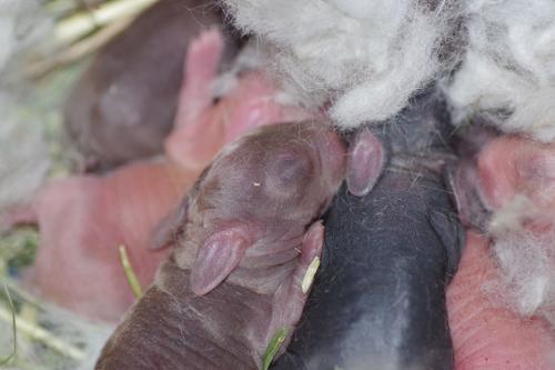 Newborn Bunnies 5 3