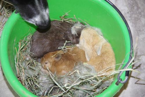 Bucket Full of Bunnies Spring 2022